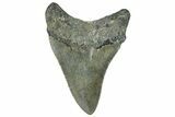 Serrated, Fossil Megalodon Tooth - North Carolina #295071-1